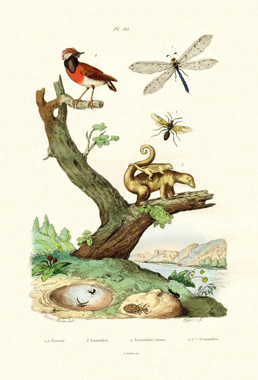Maur, 1833-39 av French School
