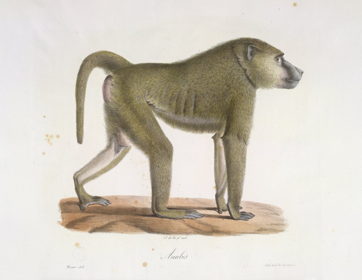 Anubis. En bavian, fra Natural History of Mammals (farge litho) av French School