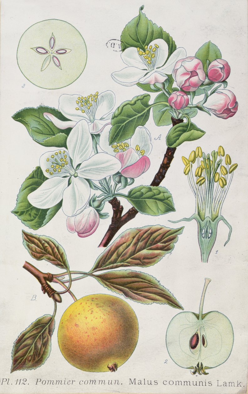Epletre (Malus Communis) (farget gravering) av French School
