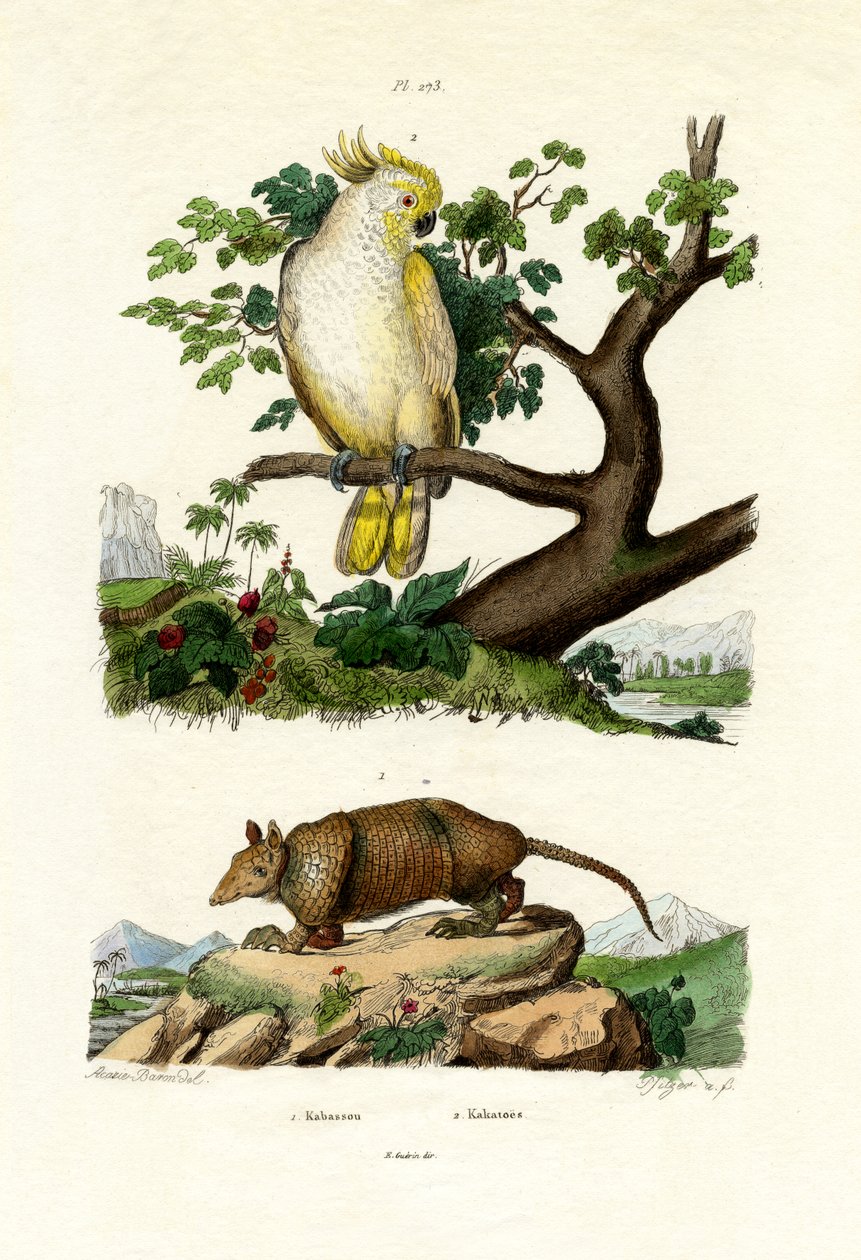 Armadillo, 1833-39 av French School