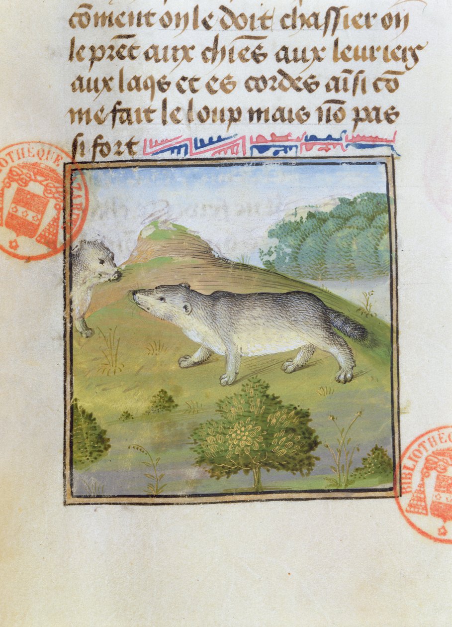 Grevlinger, fra Jaktens bok av Gaston Phebus de Foix (1331-91) av French School
