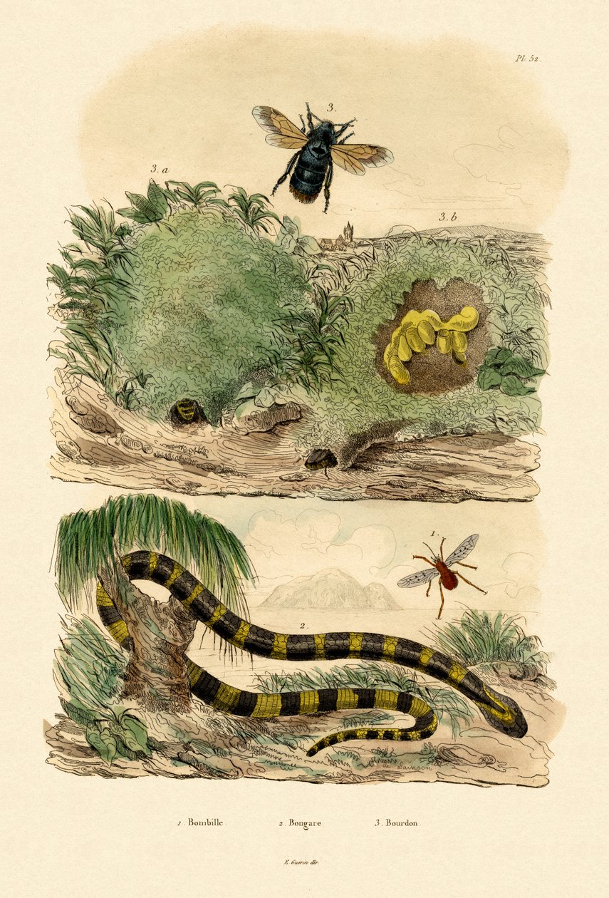 Banded Krait, 1833-39 av French School