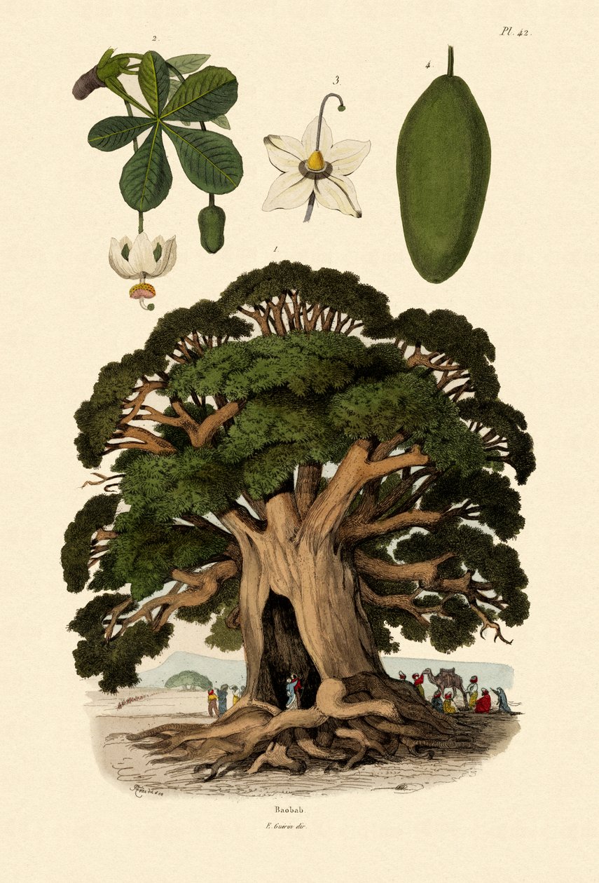 Baobab-tre, 1833-39 av French School