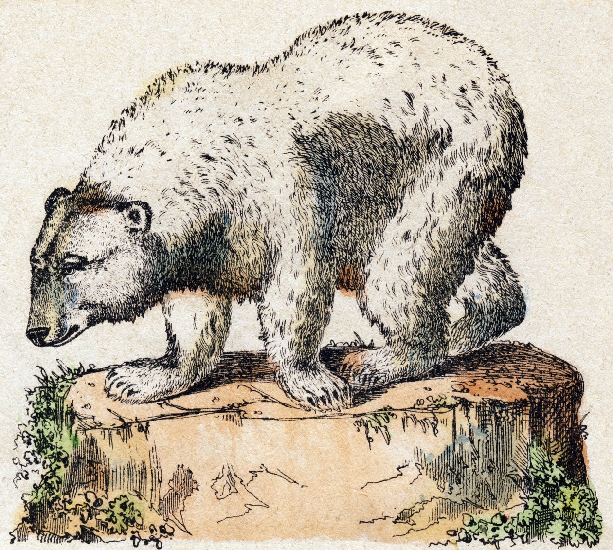 Bjørn. Gravering i "" Alphabet des animaux sauvages"". 9. serie. Bilder av Epinal, Pellerin, trykkeri-utgiver, ca. 1870. Graveringer på tre, stensilert. 16 sider. Mål: 20 x 15 cm. Privat samling av French School