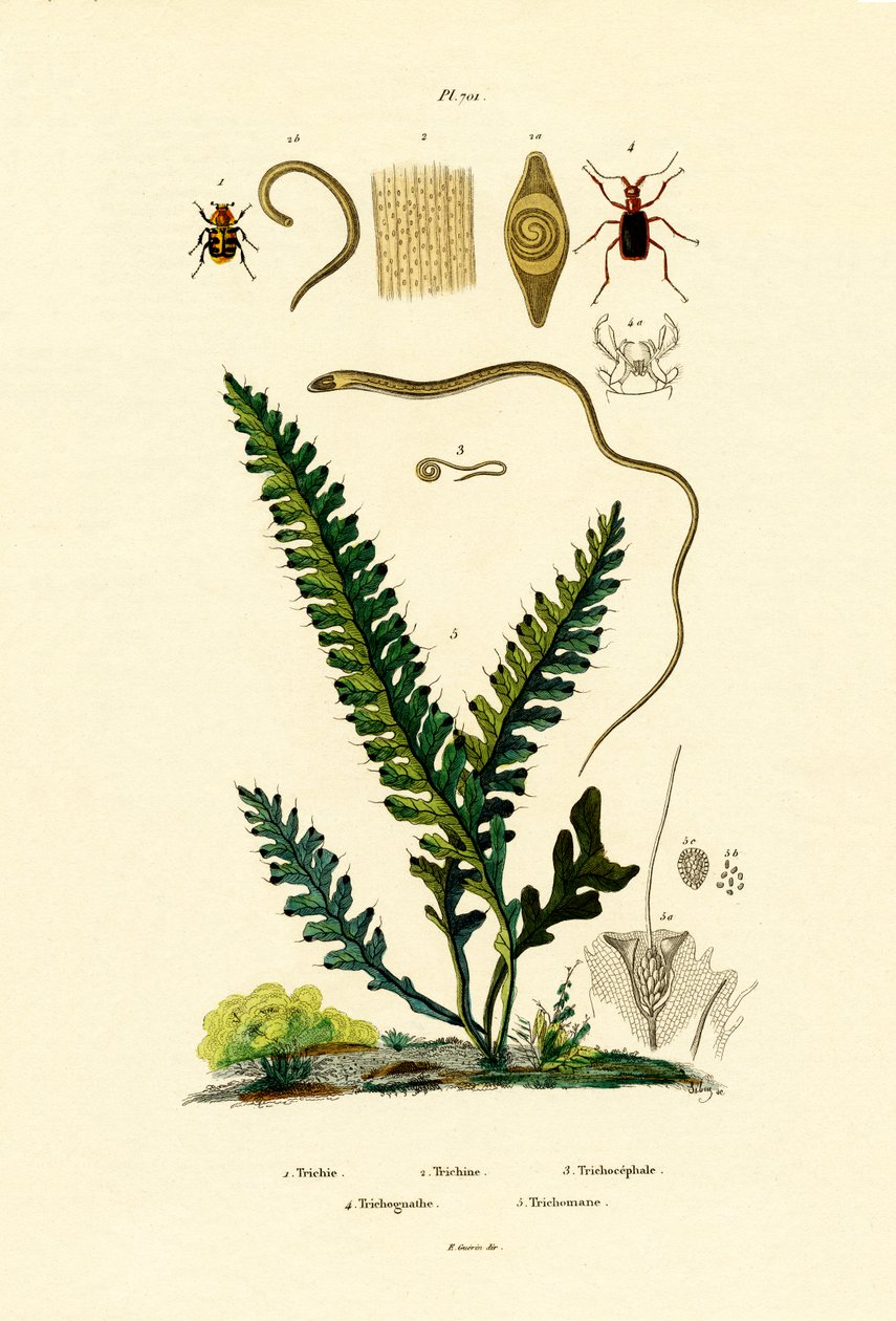 Bee Beetle av French School