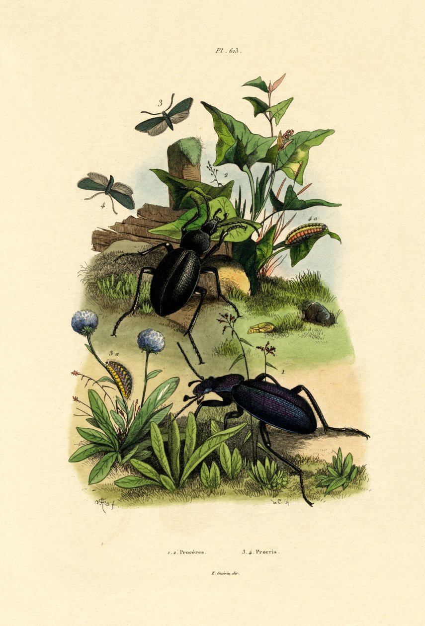 Beetles   1426556   no       norwegian Successfully Translated  Original: An der Thaya Translat: An der Thaya 1345072 no norwegian Successfully Translated Original: De Chinchillas Los Chinchillas (title on object) Los Caprichos (series title) Translat: De  av French School
