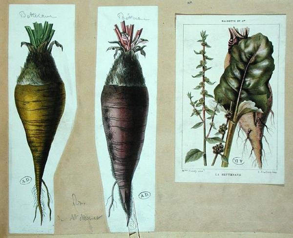 Rødbeter, tre botaniske plater (farge litho) av French School