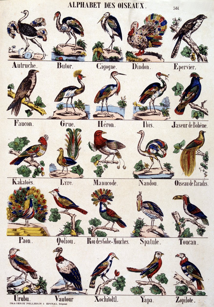 Bird alphabet av French School