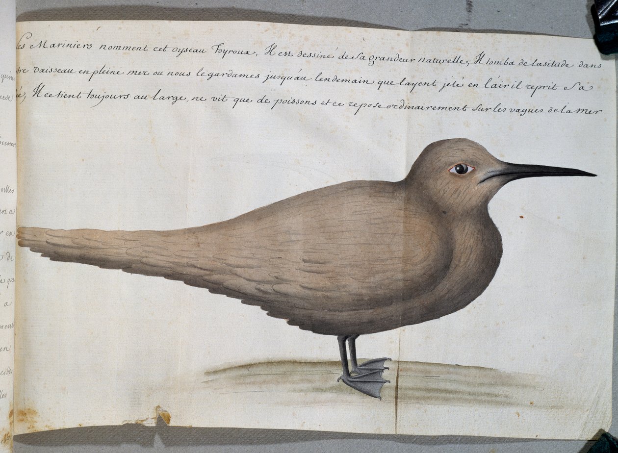 Fugl kalt Foyroux (Tern), Cape Frio, Brasil, akvarell fra loggbok av Jacques Gouin de Beauchesne (1652-1730), kaptein for Compagnie royale de la Mer du Sud, fra 1698 til 1701, Frankrike av French School