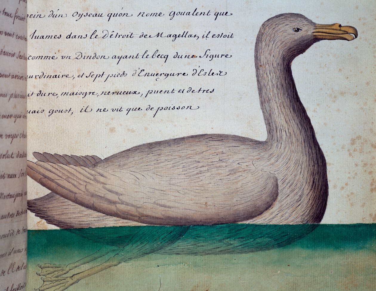 Fugl kalt Goualent, Magellanstredet, akvarell fra loggbok av Jacques Gouin de Beauchesne (1652-1730), kaptein for Compagnie royale de la Mer du Sud, fra 1698 til 1701, Frankrike av French School