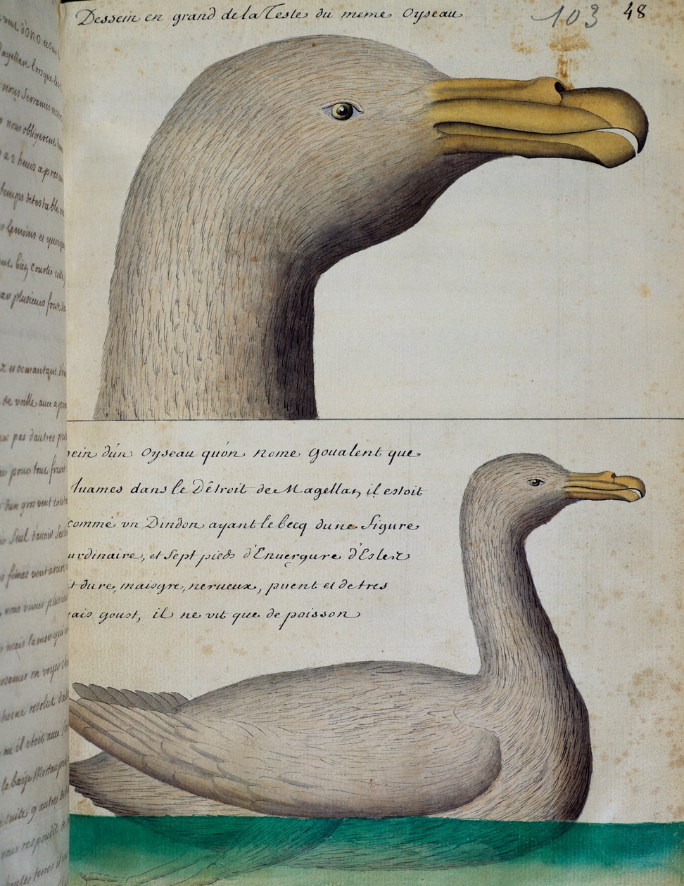Fugl fra Magellanstredet, akvarell fra loggbok av Jacques Gouin de Beauchesne (1652-1730), kaptein for Compagnie royale de la Mer du Sud, fra 1698 til 1701, Frankrike av French School