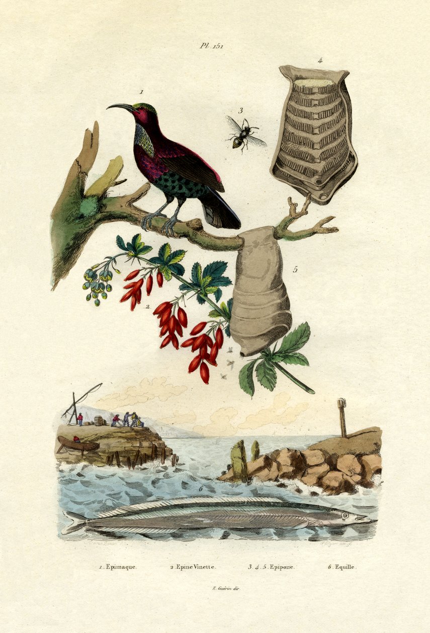 Paradisfuglen, 1833-39 av French School