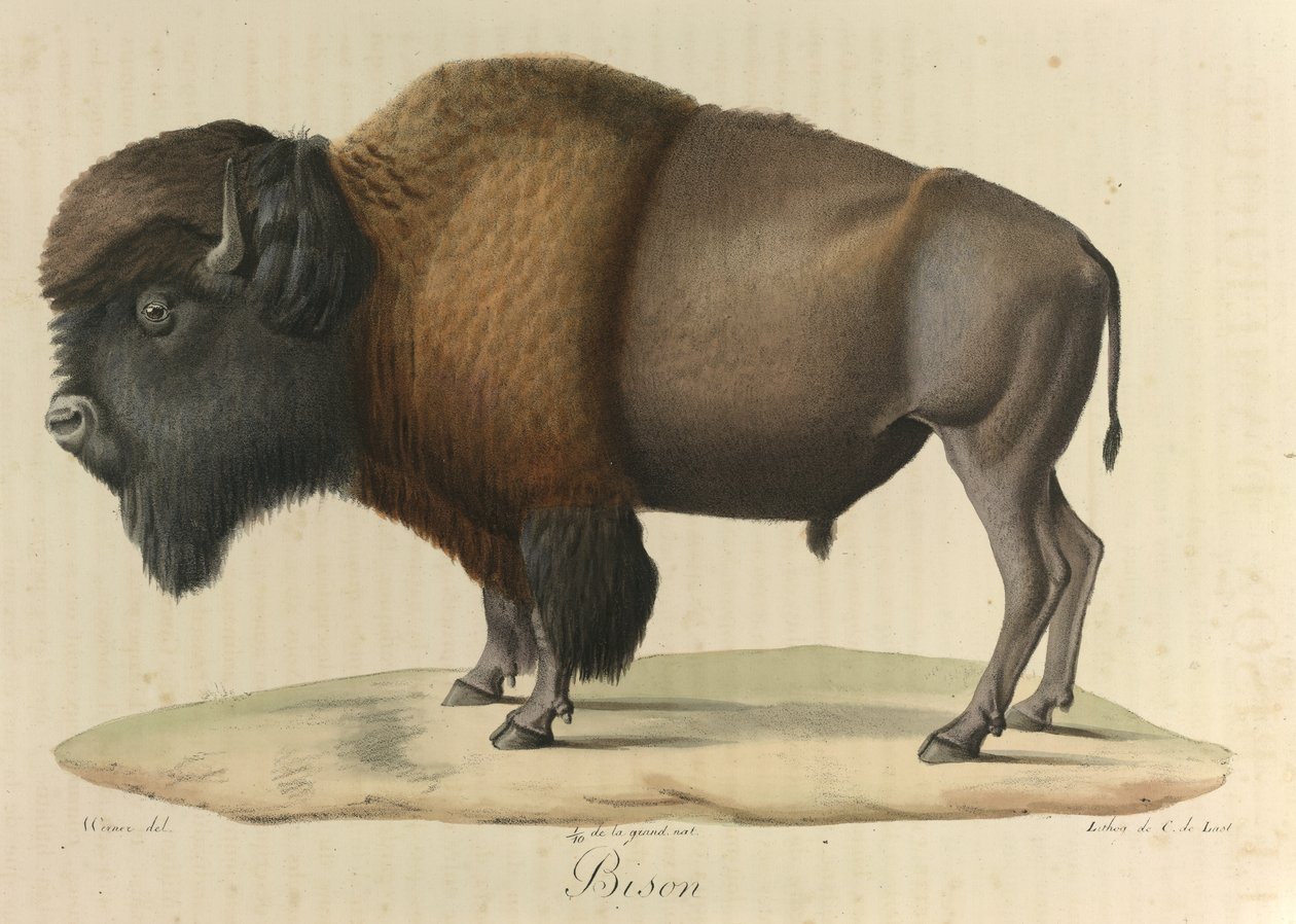 Bison, fra 