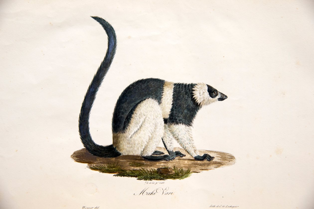 Svart-hvitt lemur, fra Natural History of Mammals, med originale figurer, av Étienne Geoffroy Saint-Hilaire & Frédéric Cuvier, 1824-42 av French School