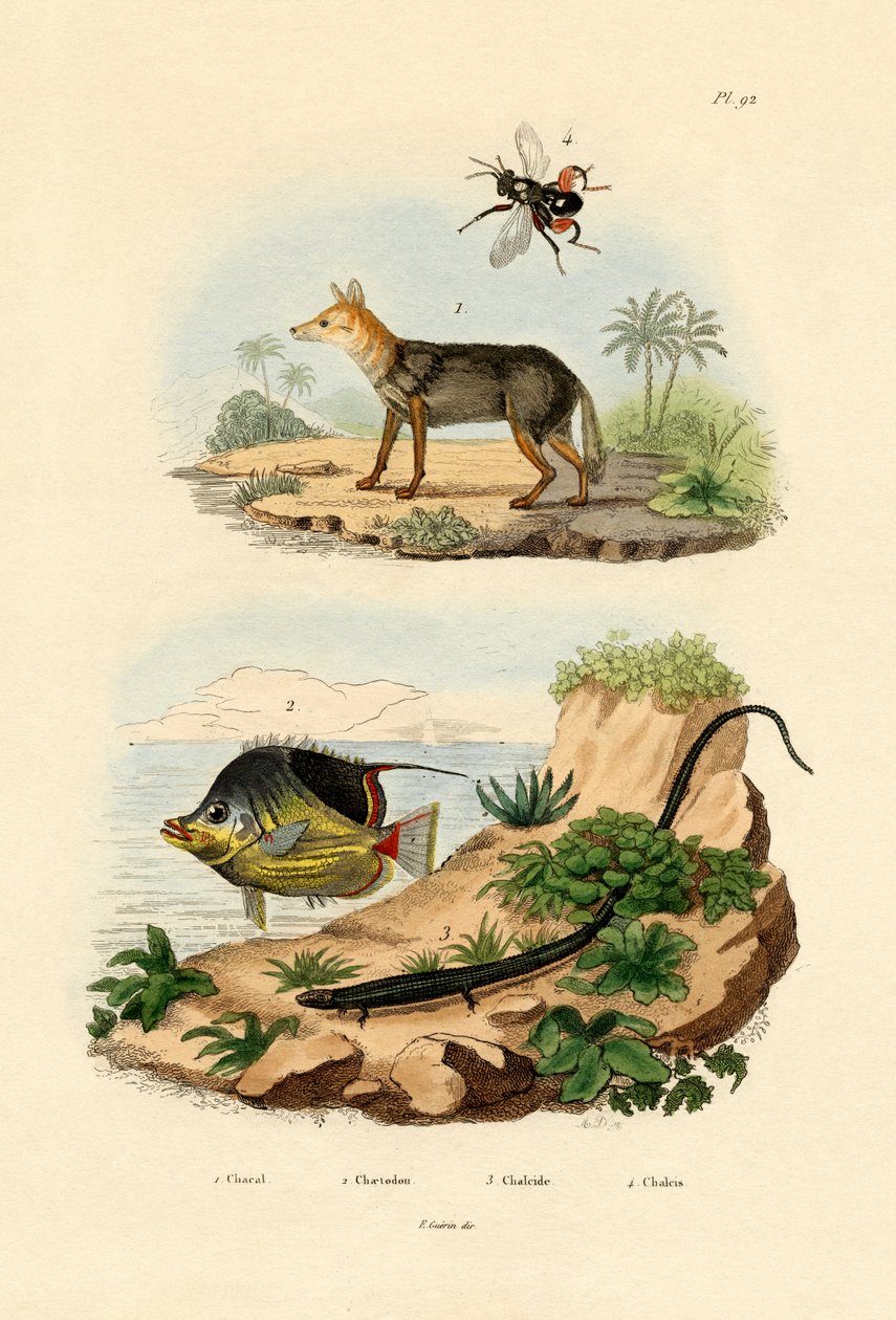 Svartryggsjakal, 1833-39 av French School