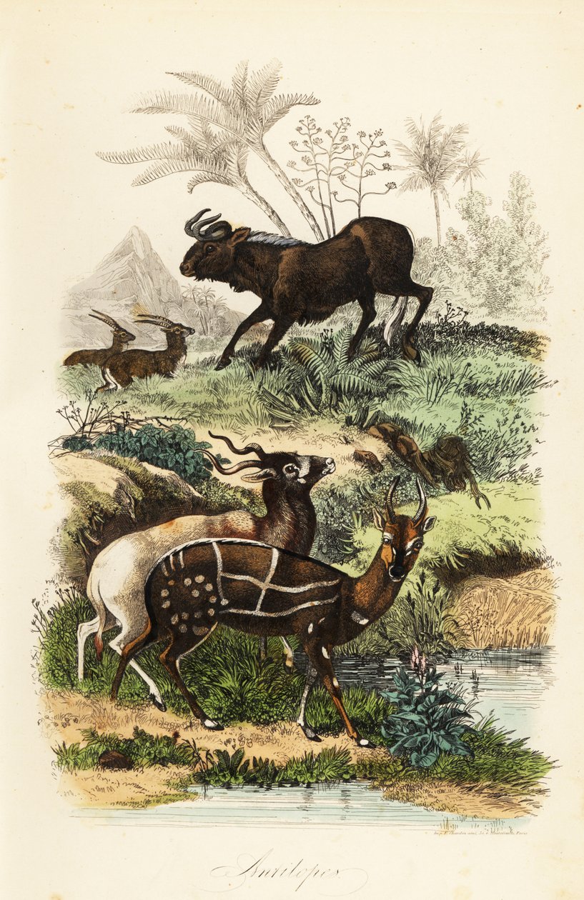 Svart gnu, Connochaetes gnou, kritisk truet addax eller skruhornantilope, Addax nasomaculatus, og selet bushbuck eller kewel, Tragelaphus scriptus av French School