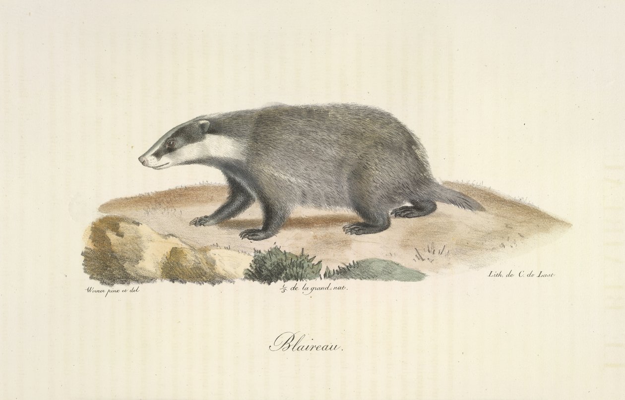 Grevling, grevling, fra Natural History of Mammals (farge litho) av French School