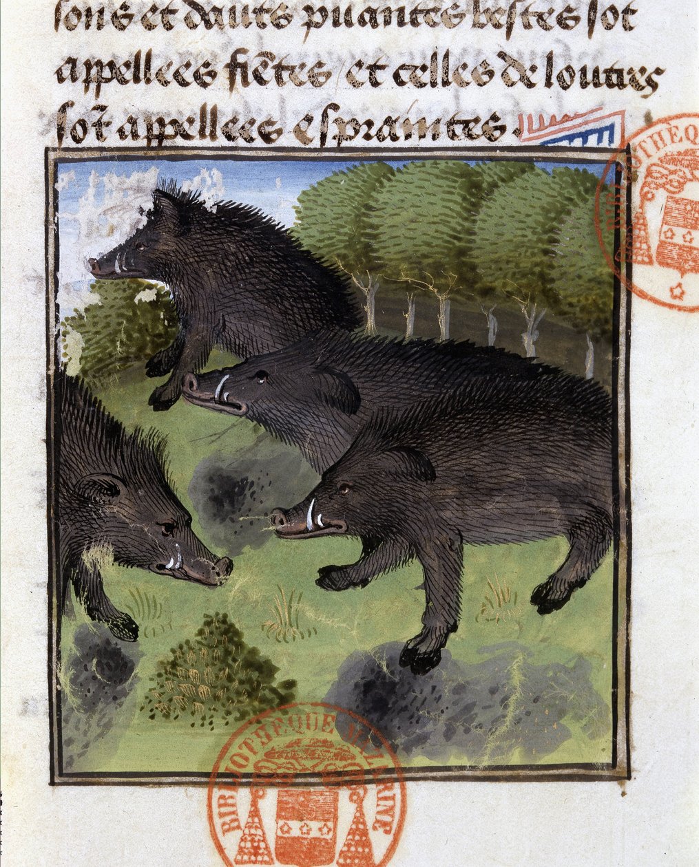 Boars - i "" Hunting Book of Gaston Phoebus, Count of Foix, Lord of Béarn"" av French School