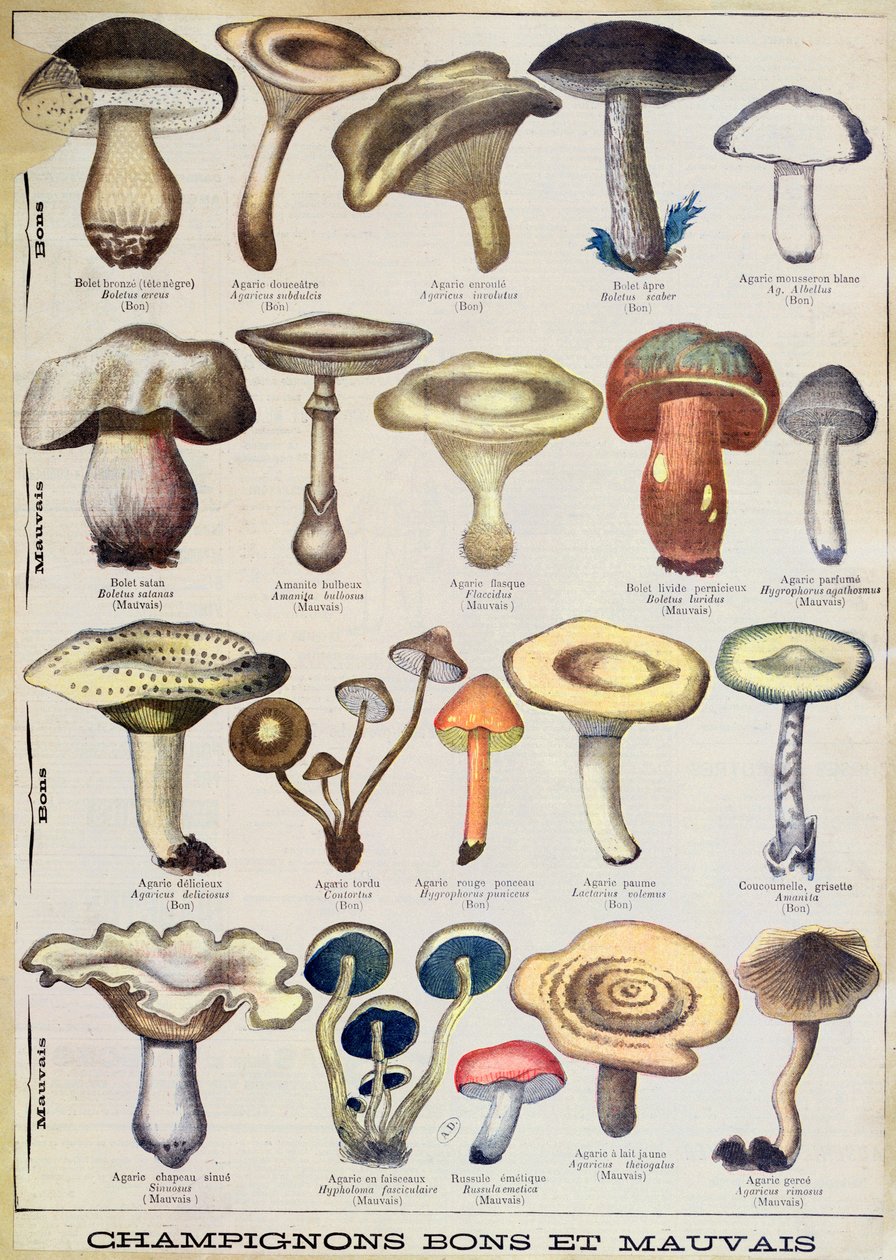Botanisk plate som viser 'gode og dårlige sopp', ca. 1900 (farge litho) av French School