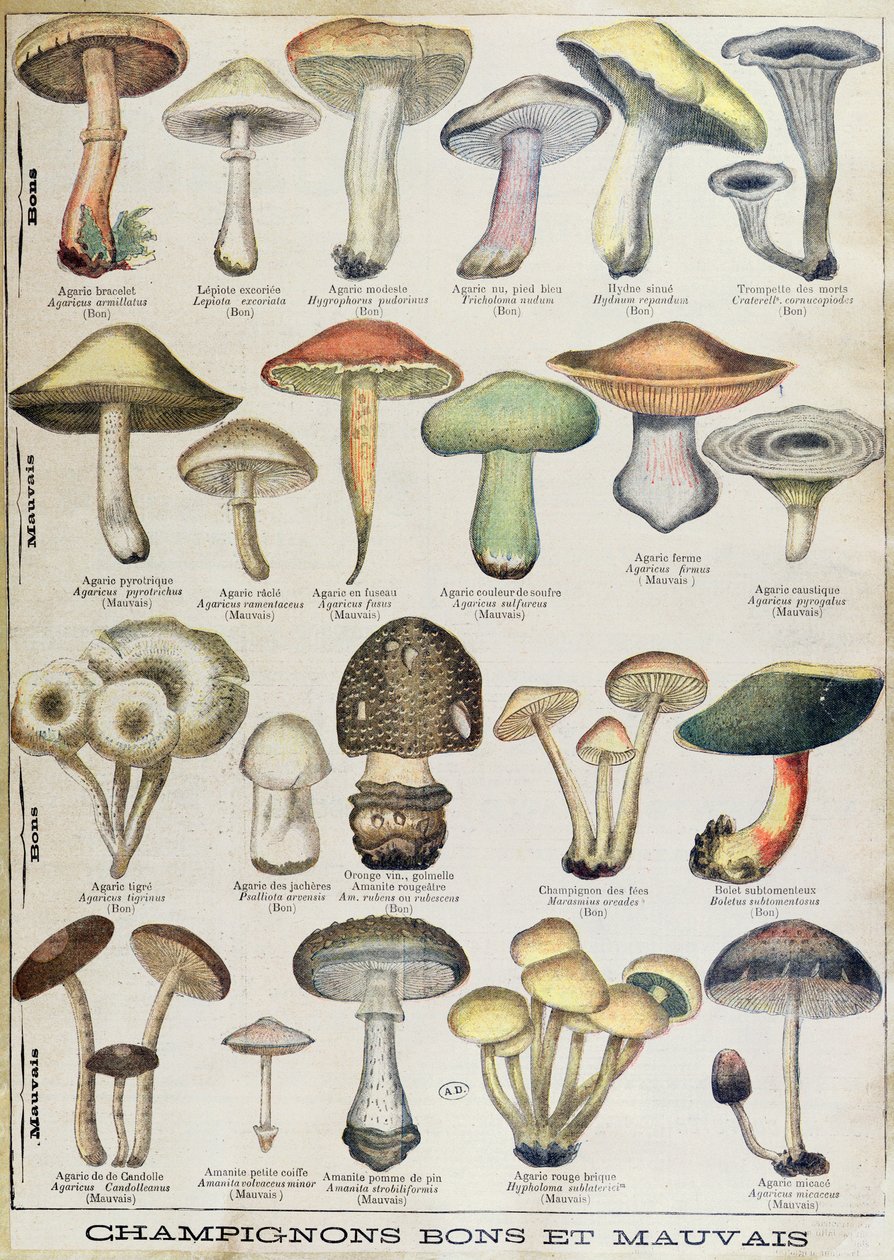 Botanisk plate som viser 'gode og dårlige sopp', ca. 1900 (farge litho) av French School