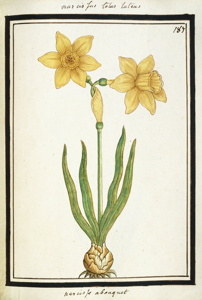 Bukett Narcissus, ca. 1700 (akvarelltegning, innrammet i svart) av French School