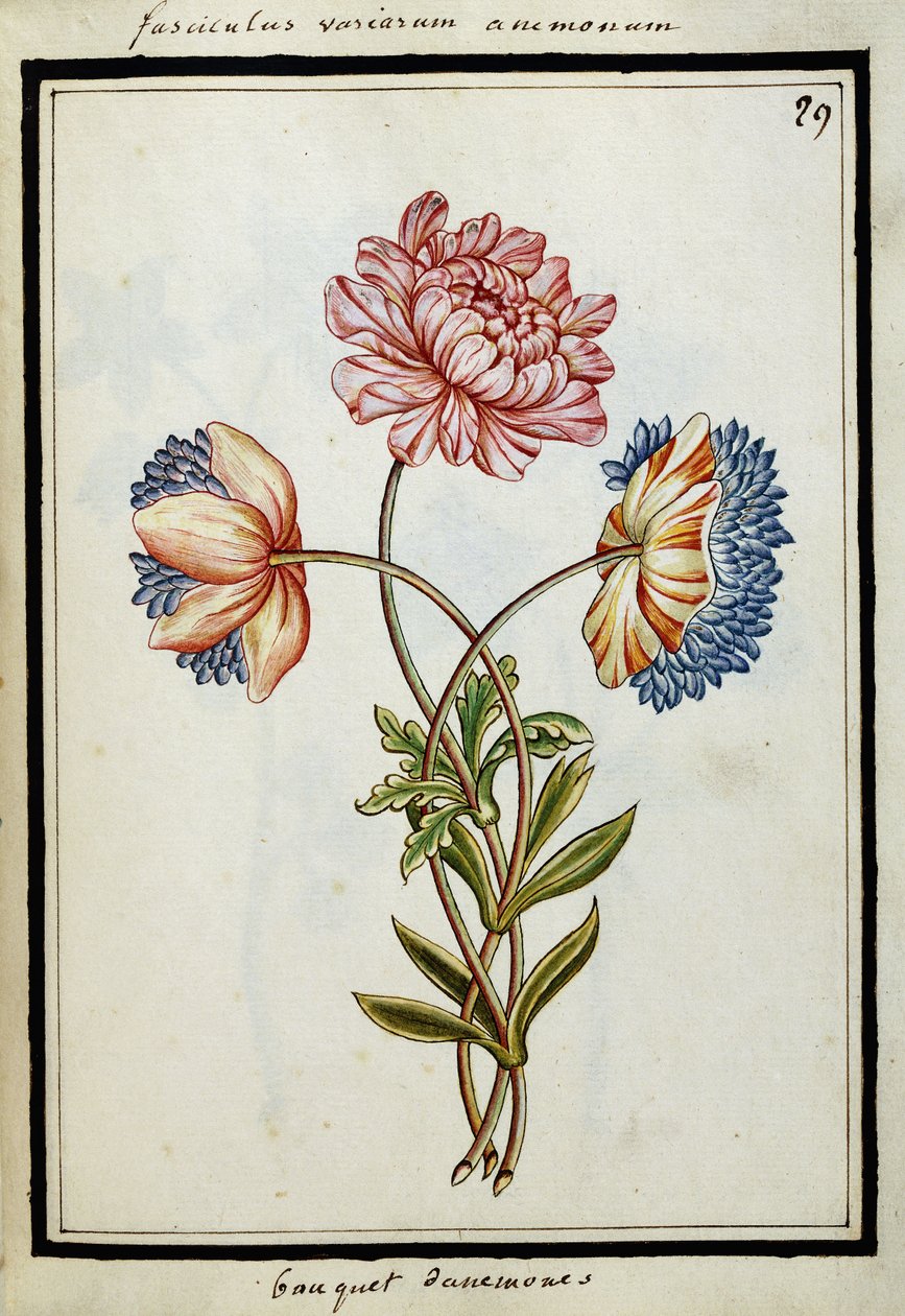Bukett av anemoner, ca.1700 av French School
