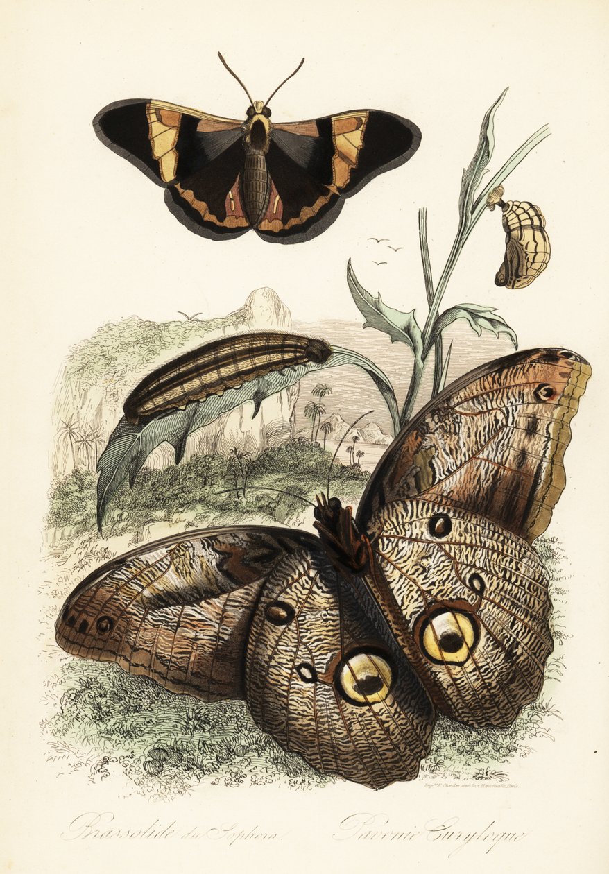 Brassolis sophorae sommerfugl, puppe og larvelarve av French School