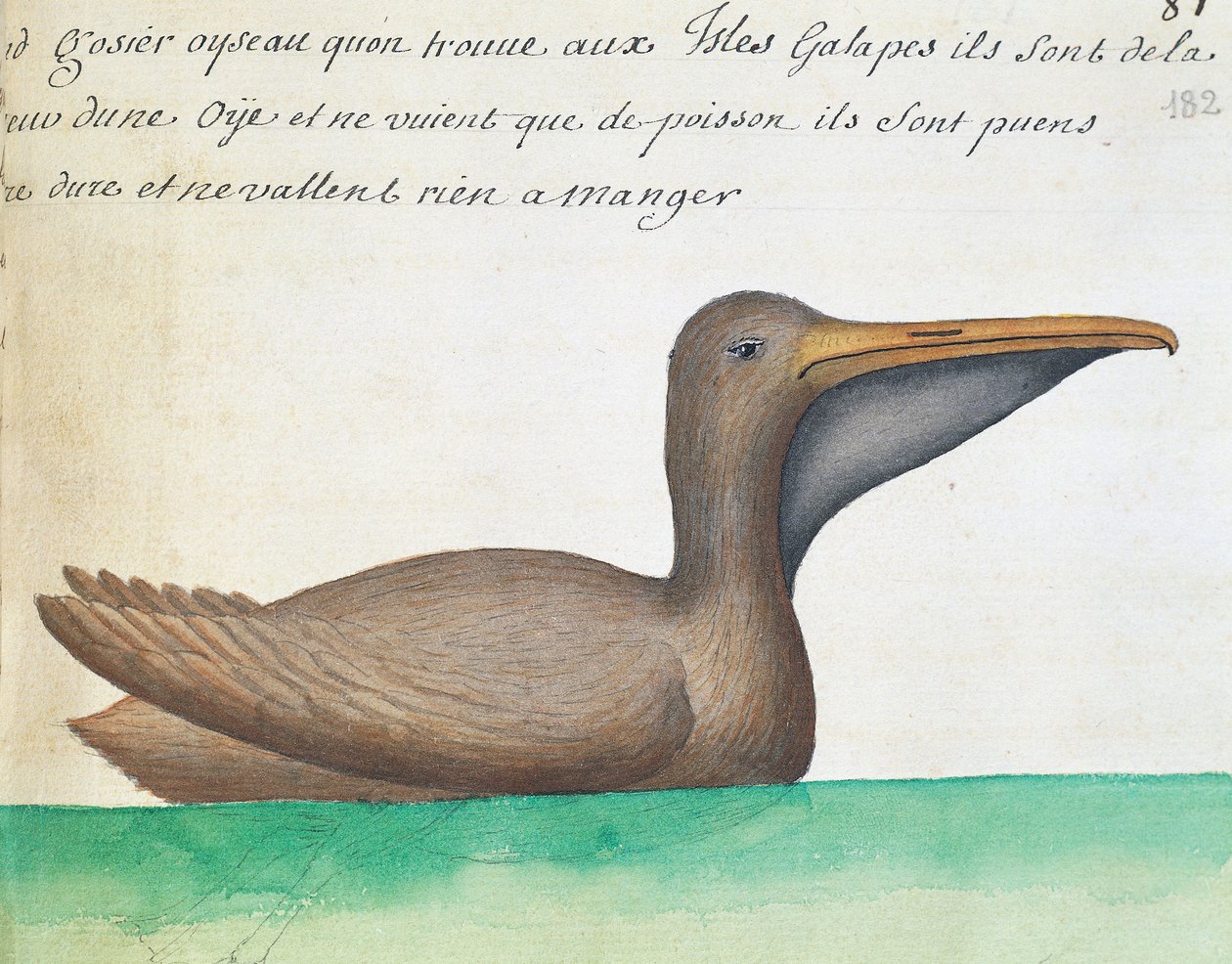 Brun pelikan (Pelecanus occidentalis), Galapagosøyene, akvarell fra loggbok av Jacques Gouin de Beauchesne (1652-1730), kaptein for Compagnie royale de la Mer du Sud, fra 1698 til 1701, Frankrike av French School