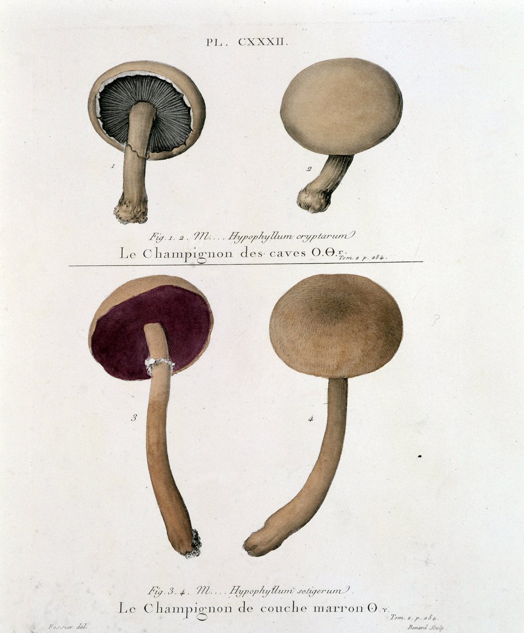 Brun sjampinjong - i "Treat des champignons"" av Jean Jacques Paulet sent på 1700-tallet av French School