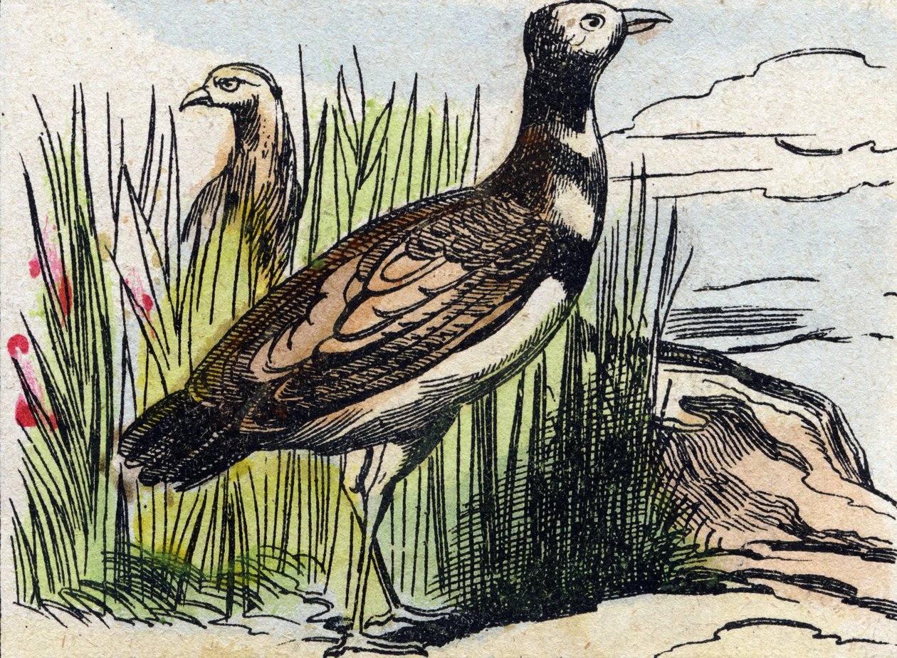 Bustard. Gravering i "Buffon Alphabet des Oiseaux n 1". 3. Serie N 1. Avbildning av Epinal, Epinal, sent på 1800-tallet. 16 sider. Mål: 28x21cm av French School