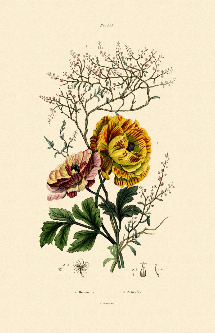 Smørblomst, 1833-39 av French School