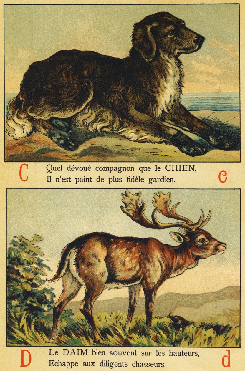 C som hund og D som semsket skinn av French School