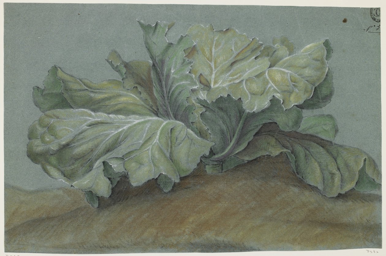 Kålplante (kritt på papir) av French School