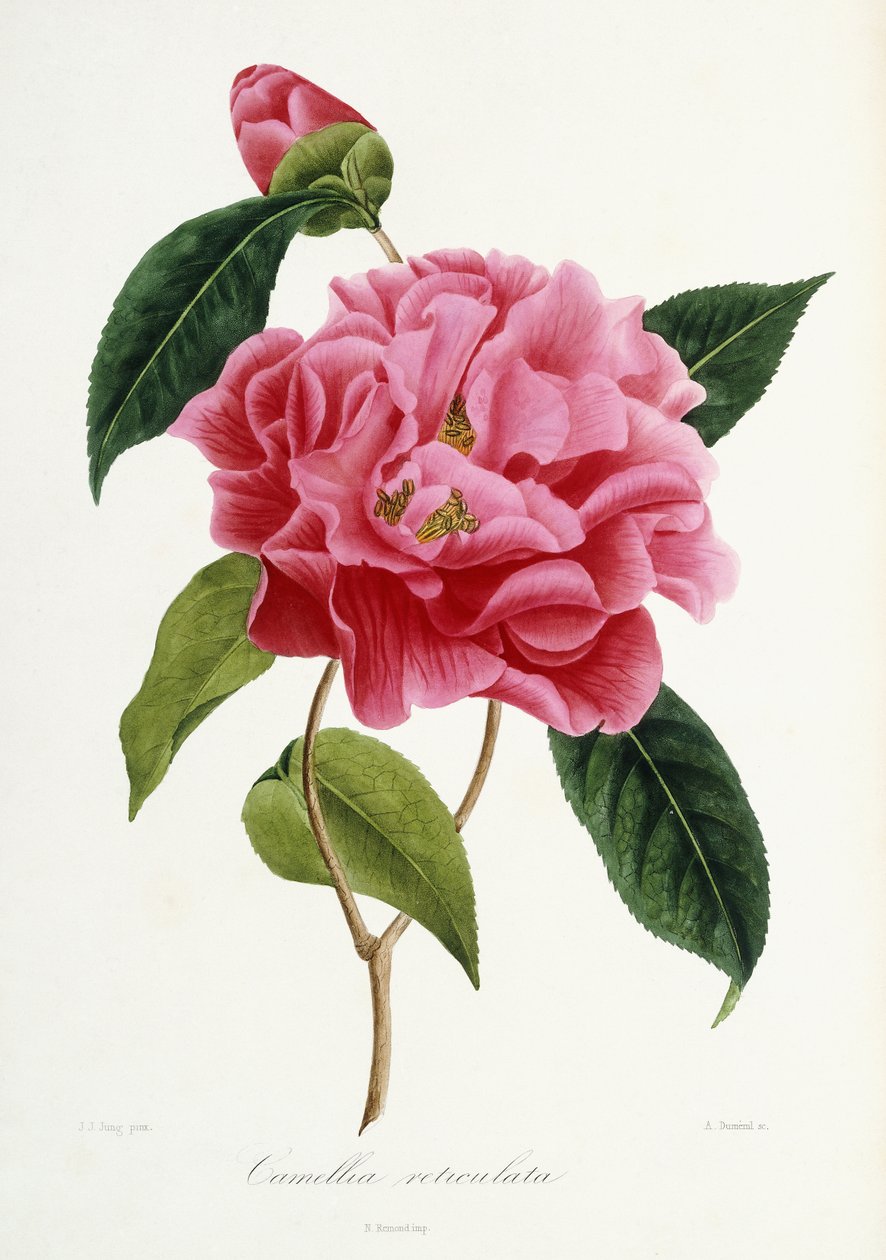 Camellia reticulata, 1839-1943 av French School