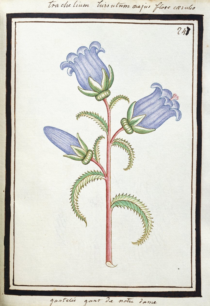Campanula Trachelium, ca. 1700 (akvarelltegning, innrammet i svart) av French School