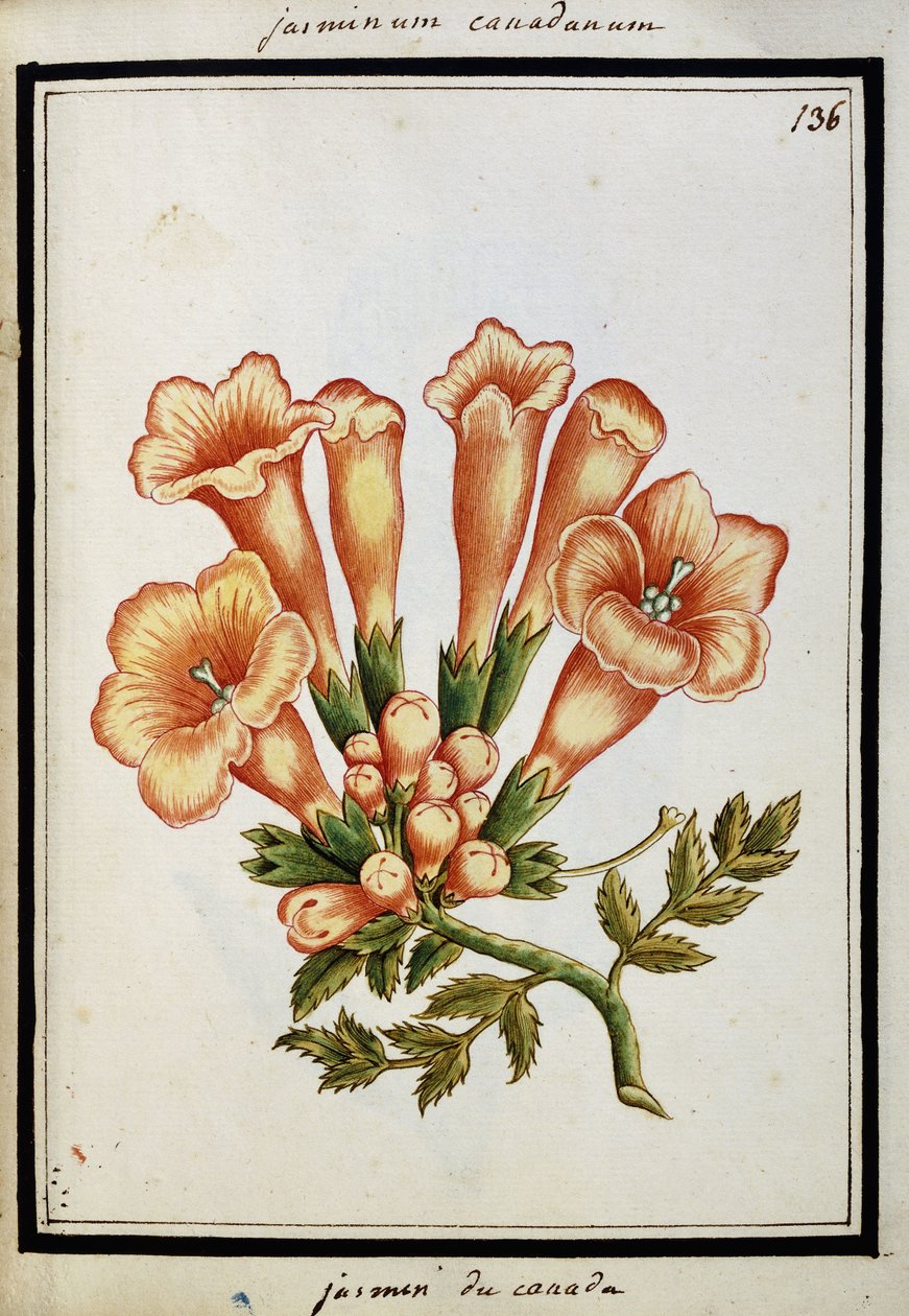 Kanadisk Jasmine, ca. 1700 av French School