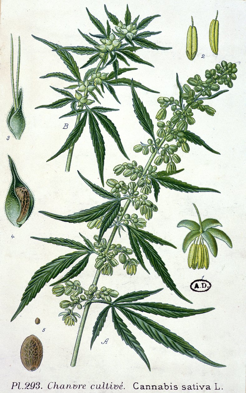 Cannabis sativa, botanisk tallerken av French School