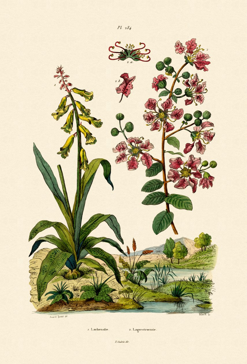 Cape Cowslip, 1833-39 av French School