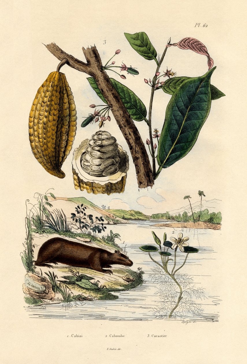 Capybara, 1833-39 av French School
