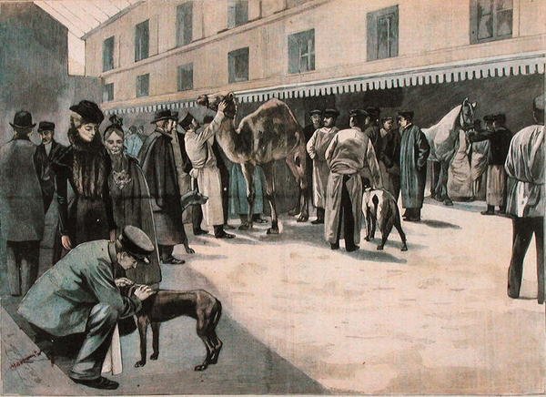 Pleie av en kamel ved Ecole Nationale Veterinaire d
