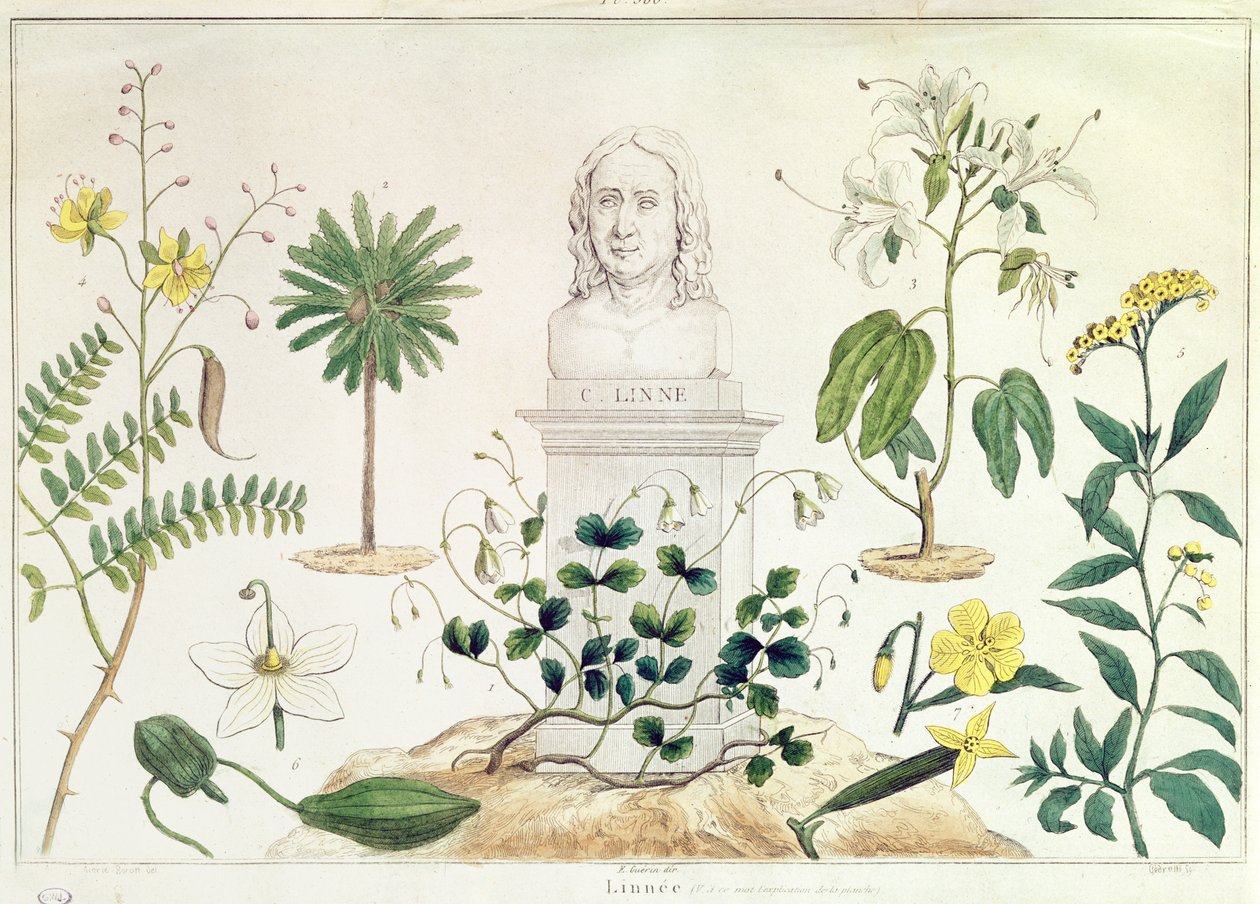 Carolus Linnaeus (1707-78) omgitt av noen av plantene han klassifiserte (fargegravering) av French School