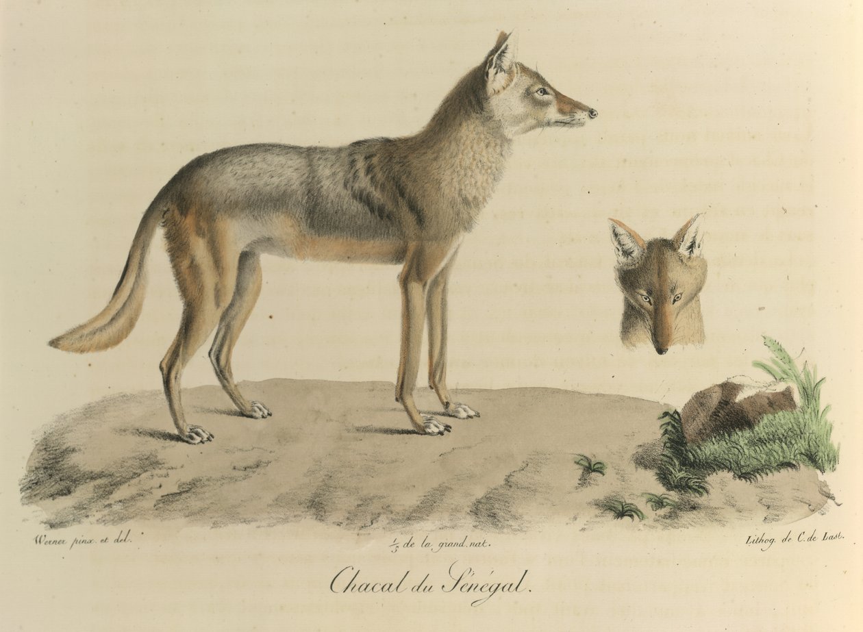 Sjakal fra Senegal. En sjakal fra Senegal, fra Natural History of Mammals (farge litho) av French School
