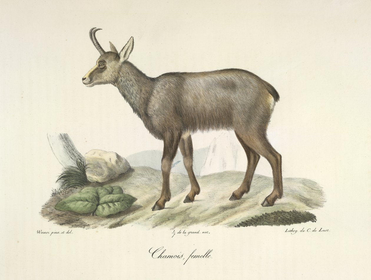 Chamois, hunn, fra Natural History of Mammals (farge litho) av French School