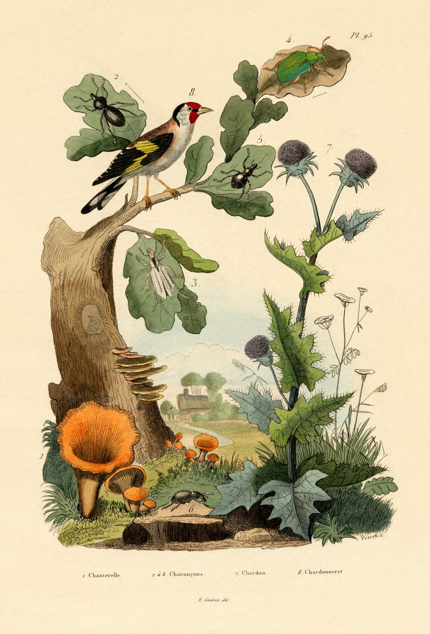Kantarell, 1833-39 av French School