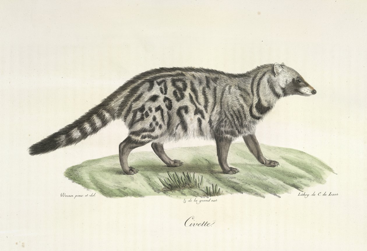 Civet, fra Natural History of Mammals (farge litho) av French School