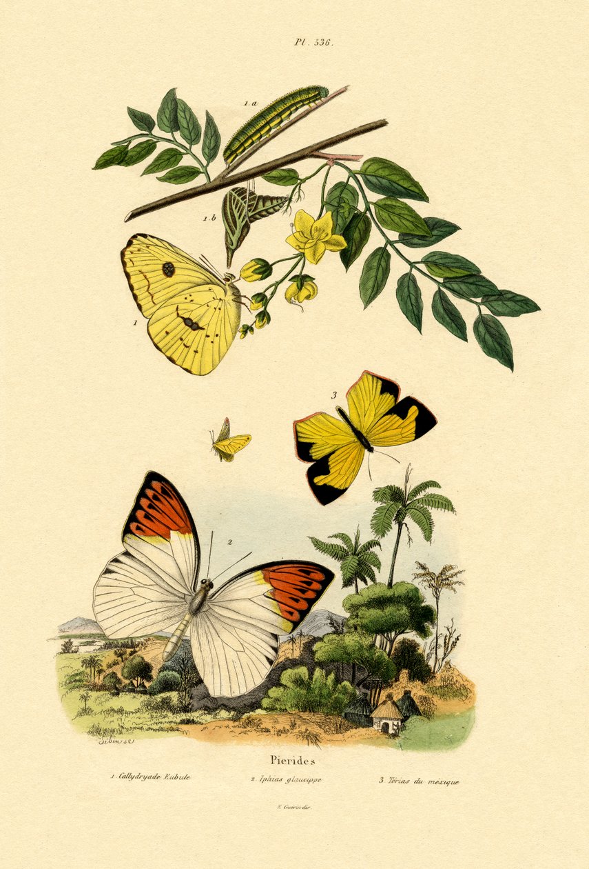 Skyfri svovel, 1833-39 av French School