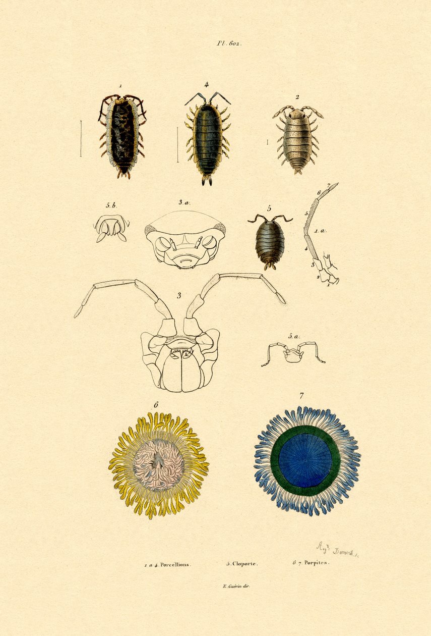 Vanlig pille vedlus, 1833-39 av French School