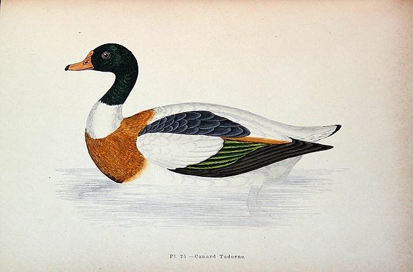 Common Shelduck (fargegravering) av French School