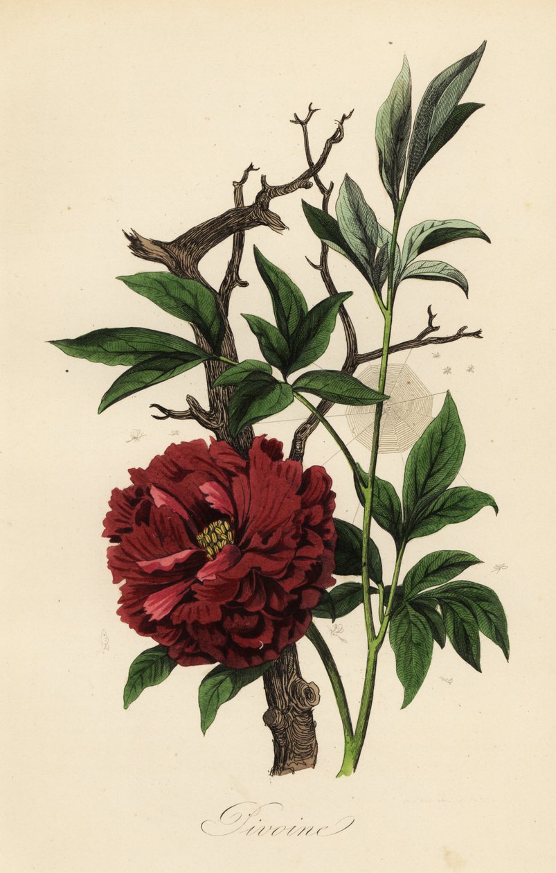 Vanlig peon, Paeonia officinalis, med spindelvev av French School
