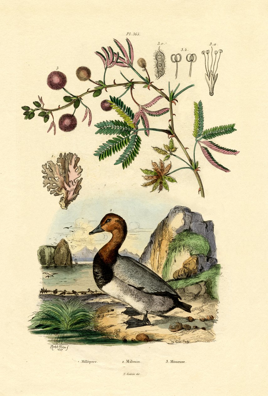 Coral, 1833-39 av French School
